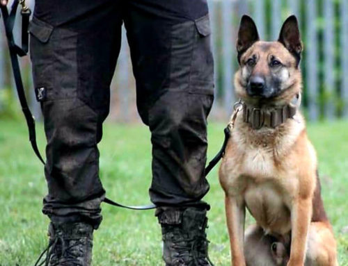 Why K9 Security Is More Effective At Dealing With Difficult Situations
