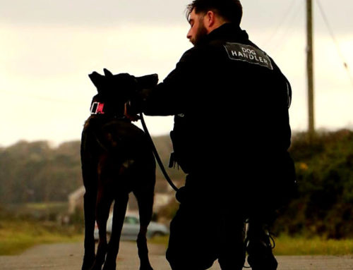 what qualifications do you need to be a dog handler