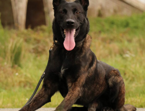 What Training Do Security Dogs Undertake?