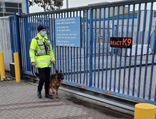 Keeping Your Vacant Property Secure – Have You Considered K9 Security?