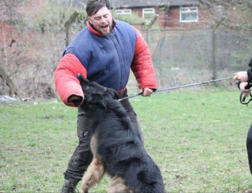 Can You Resolve Any Difficult Situation With Canine Security?