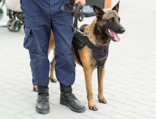 Can Security Dogs Help To Stop Anti-Social Behaviour?