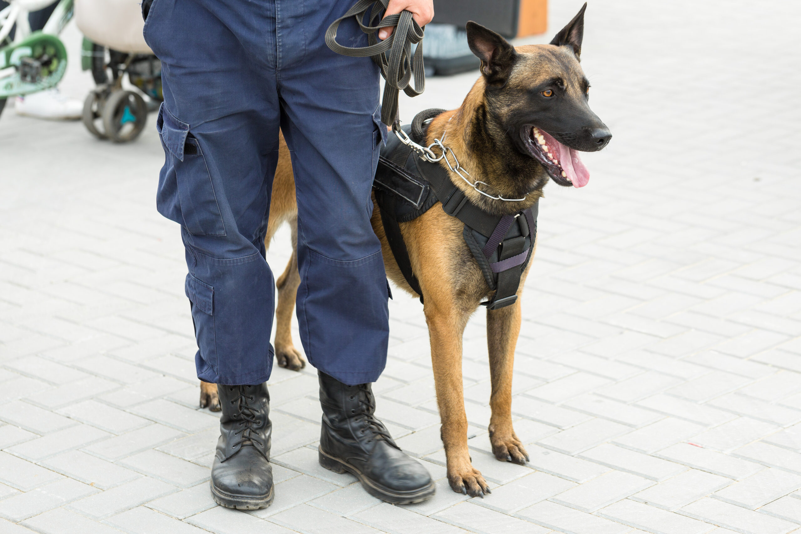 preventing anti social behaviour with security dogs