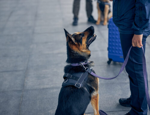 The Advantages of Using Security Trained Dogs on Site