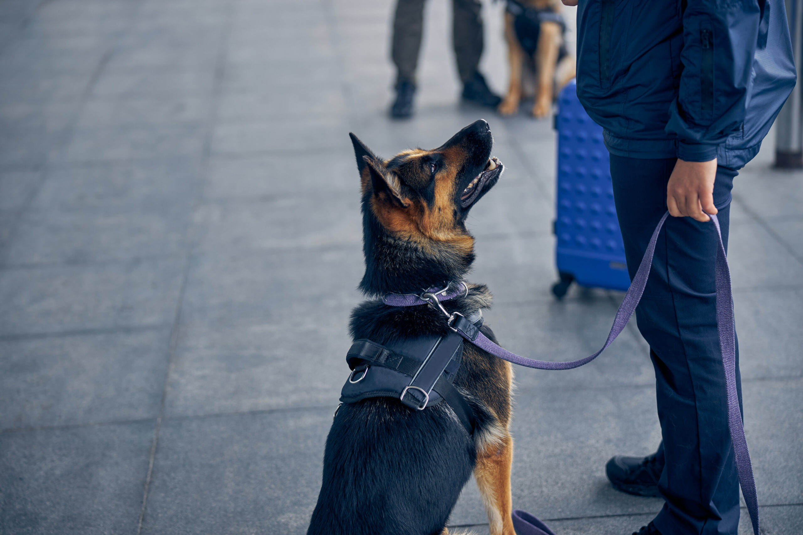 security dogs