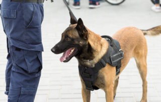security dog and handler patrolling street
