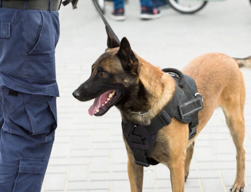 K9 Security for Local Authorities: A Cost-Effective Visible Deterrent