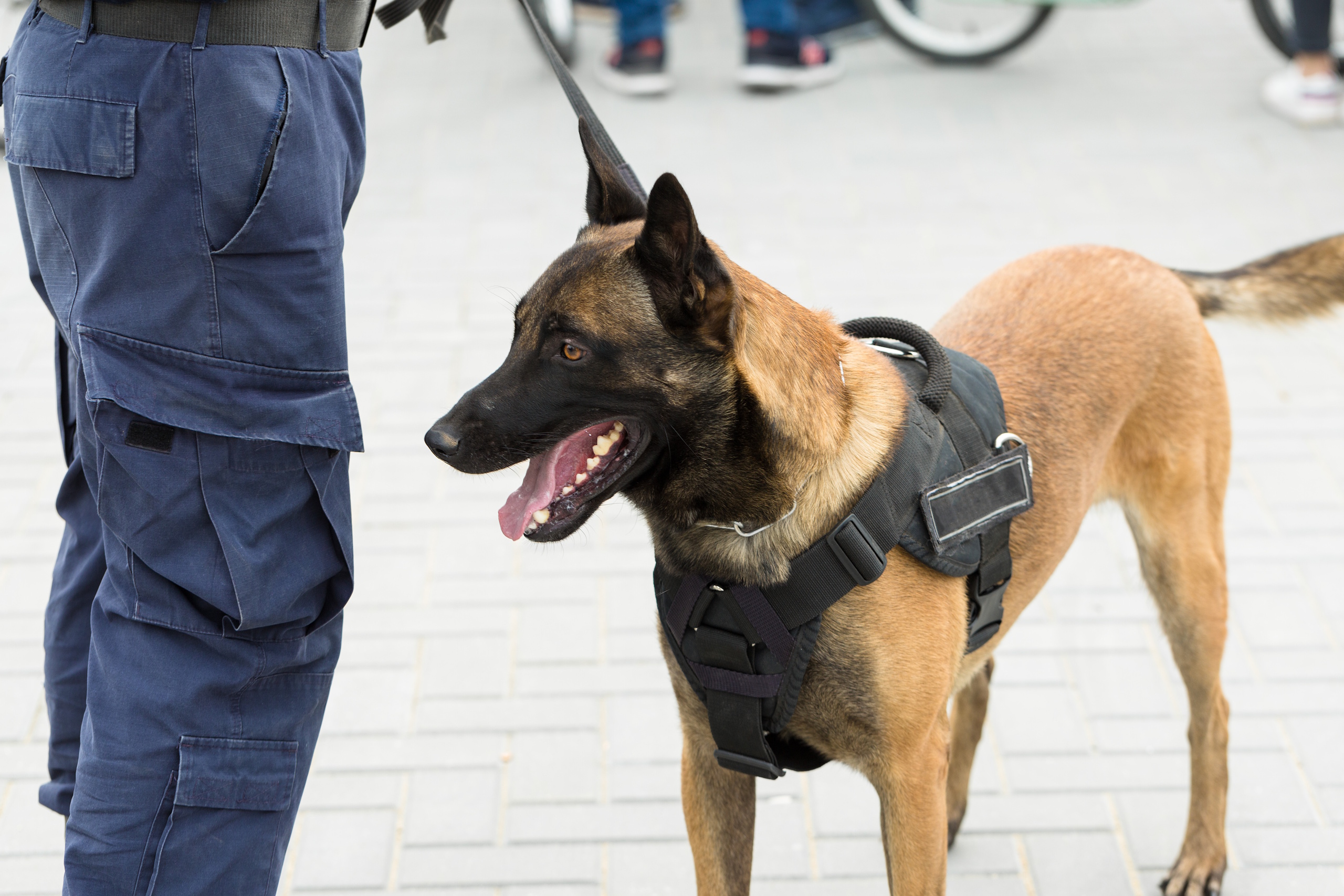 security dog and handler patrolling street